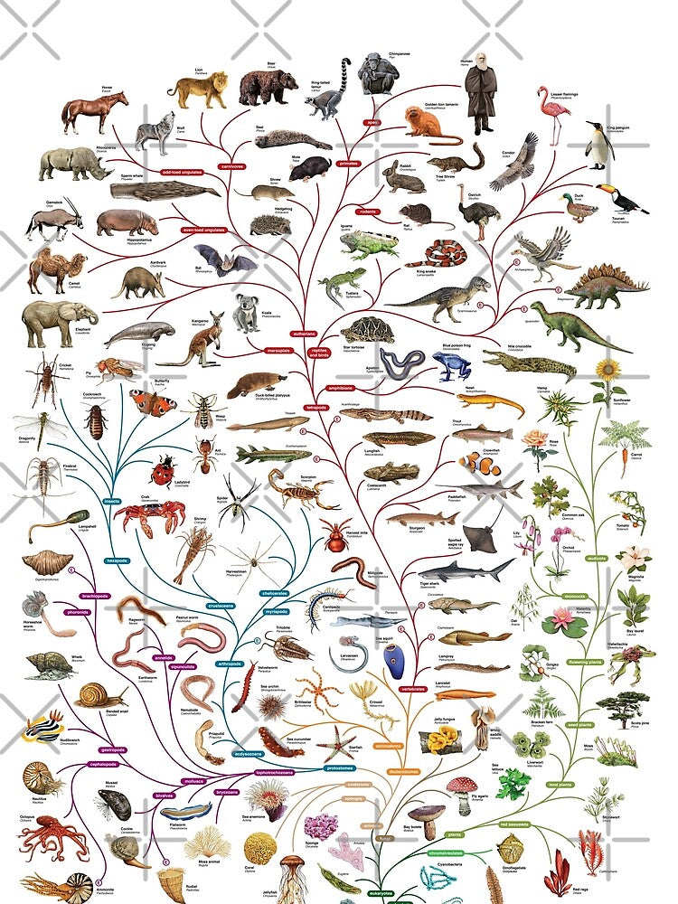 Darwinian Evolution Tree of Life by ThisOnAShirt