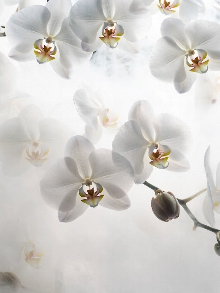 Elegant White Orchids in Misty Light by IntelliMindDesigns