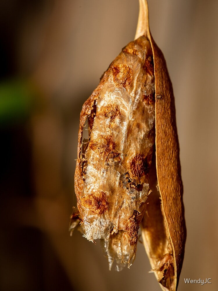 Natural Seed Pod by WendyJC