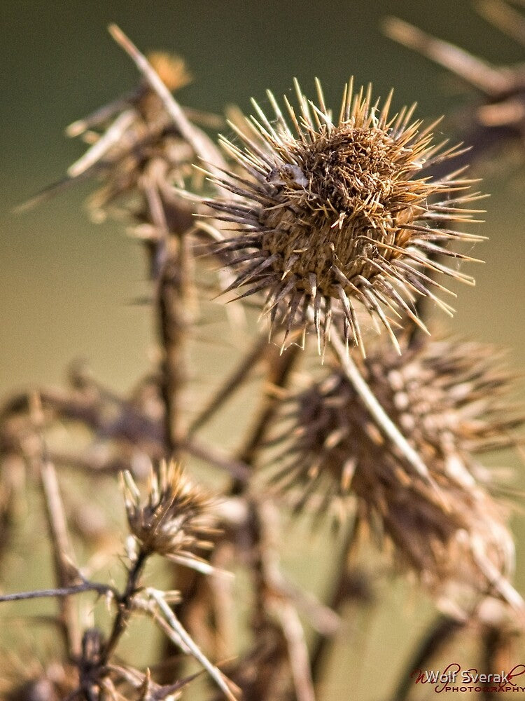 Dry and Spikey Close Up (2) by Wolf Sverak Photography