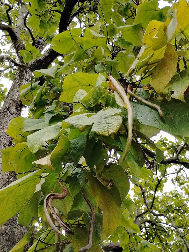 Catalpa Tree Seed Pod by gistinker