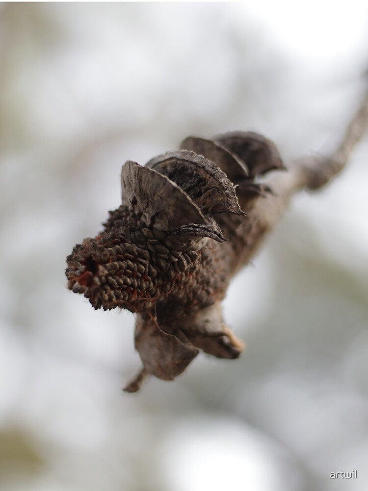 Broken Banksia Seed Pod "Pinecone" by artwil