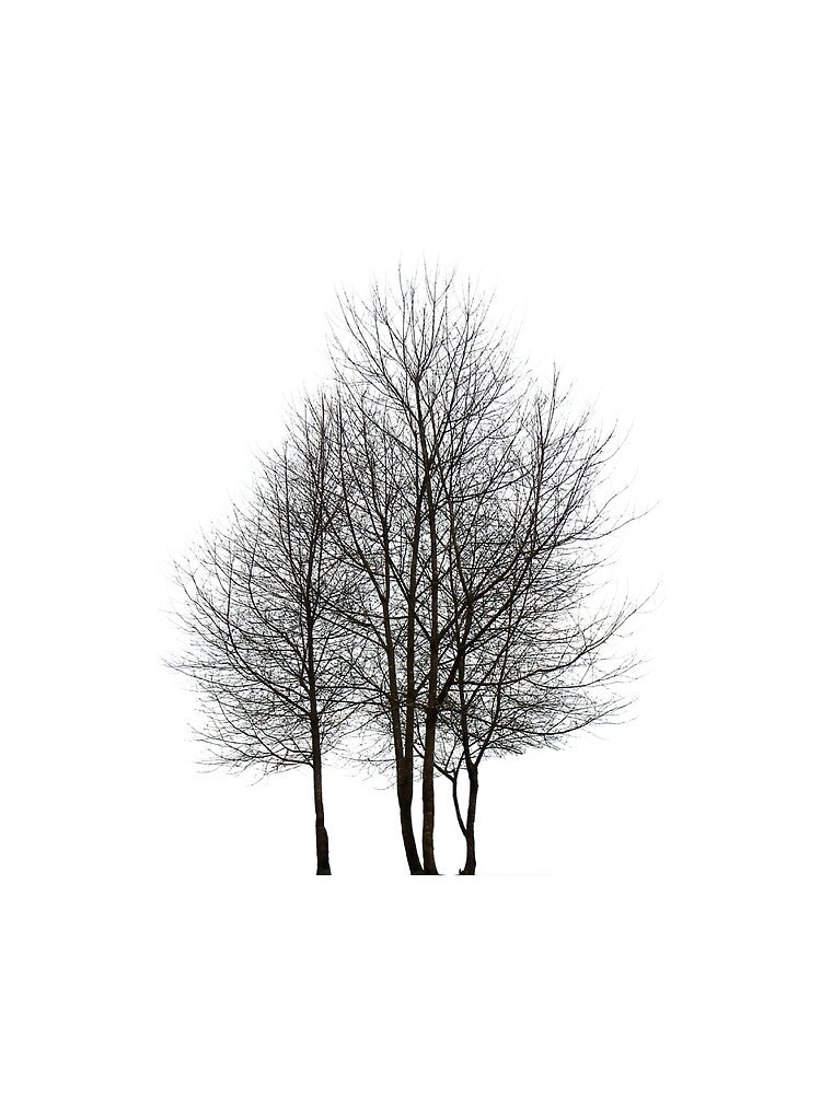 Abstract Fall Wild Tree, Minimalist Design by Crafty-Deeja