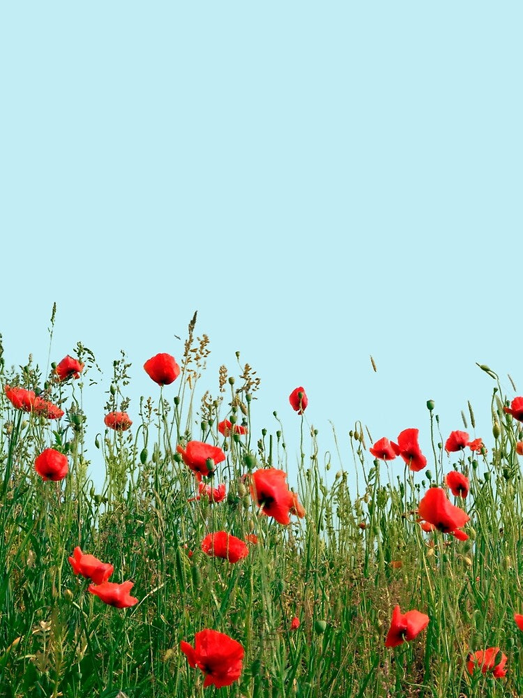 Vibrant Red Poppies Green Grass Blue Sky by Jaydee001