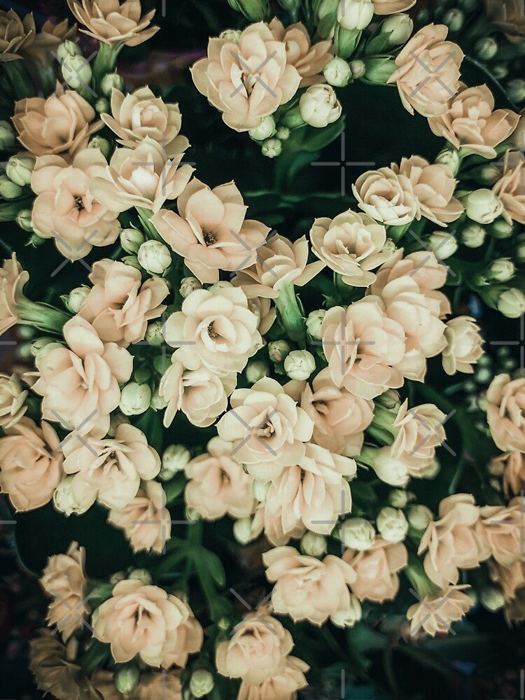 Soft Pink Garden Flowers by eleonoraingrid