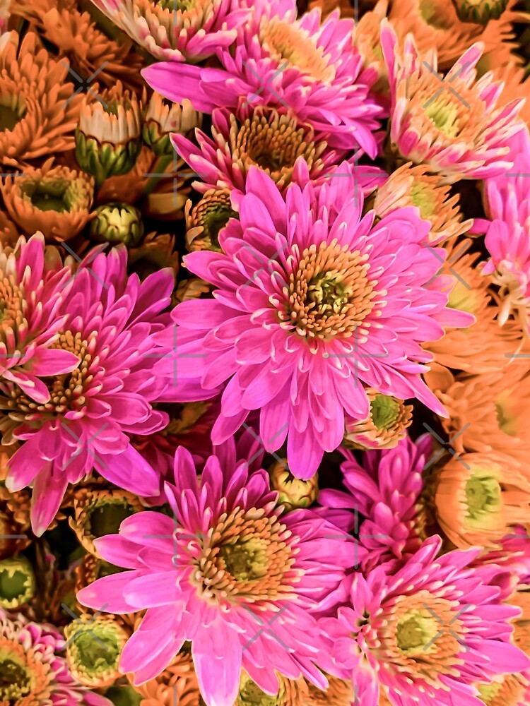 Soft Pink Orange Flowers Blossoms by eleonoraingrid