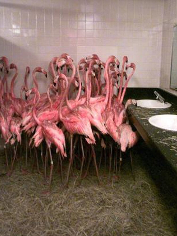 Caribbean Flamingos from Miami's Metrozoo Crowd into the Men's Bathroom by CindyHiks
