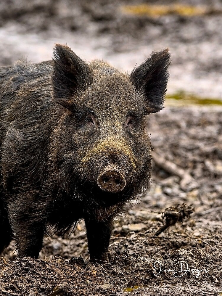 Wild Pig by oceandesignsfx