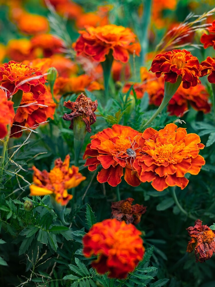Spider in a garden on a marigold flower by LensMedia
