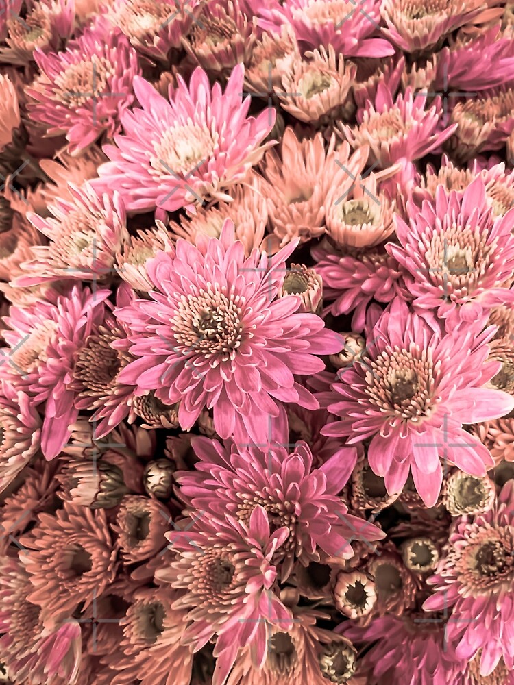 Soft Pink Flowers Blossoms Blooms by eleonoraingrid