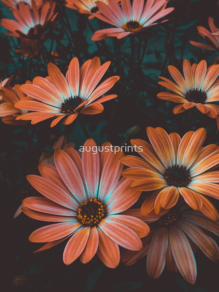 Flowers in the meadows by augustprints