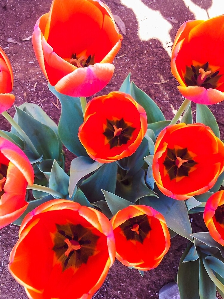 Red Tulips by ilovethenight