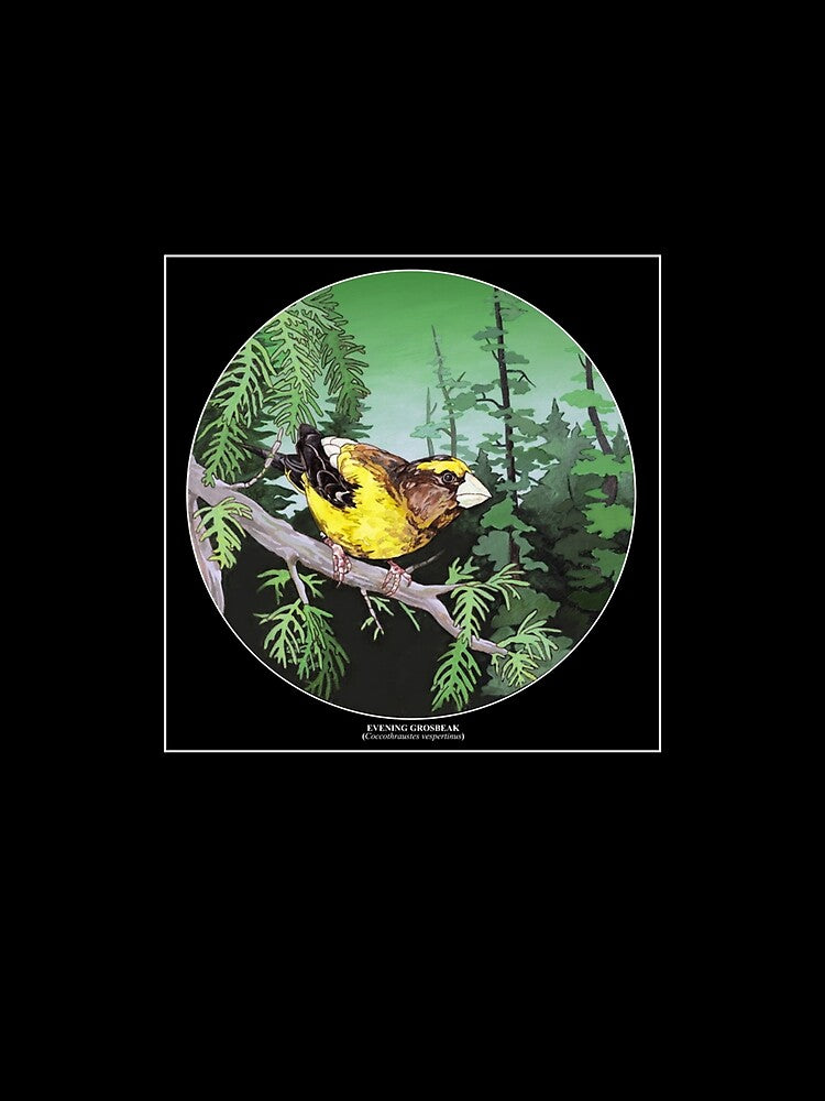 Evening Grosbeak Premium by FeliciaBarber