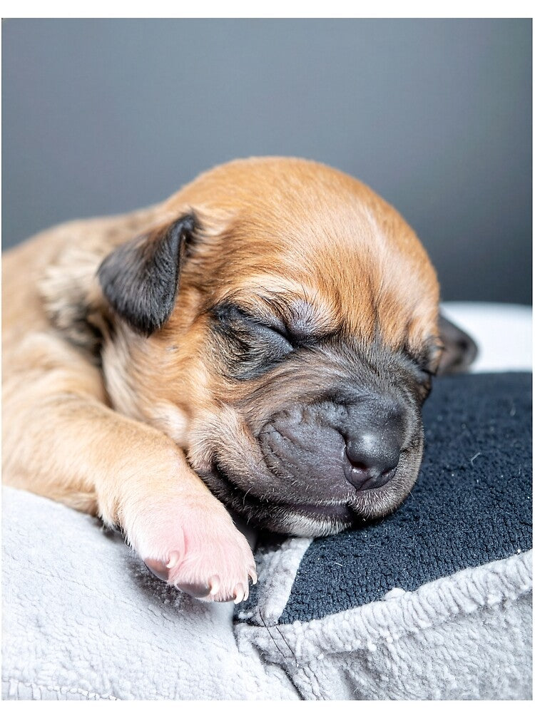 Newborn Puppy Sleeping on Contrast Pillow - Adorable Baby Dog Photography - Serene Pet Portrait by WildGentlemen