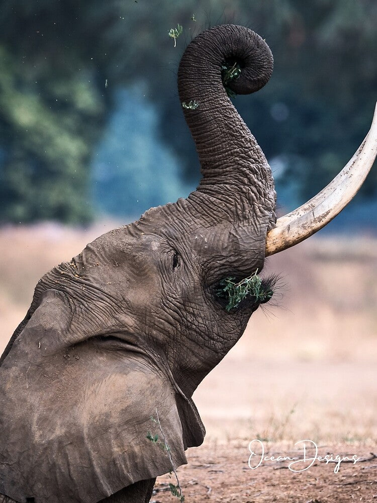 Tusk At Dawn by oceandesignsfx
