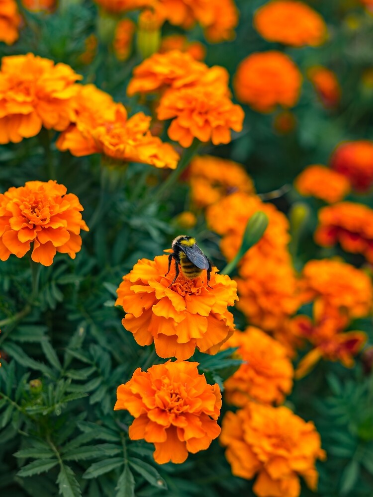 Bumblebee on Marigold by LensMedia