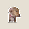 Side eye dog meme by Pixel  Pulse