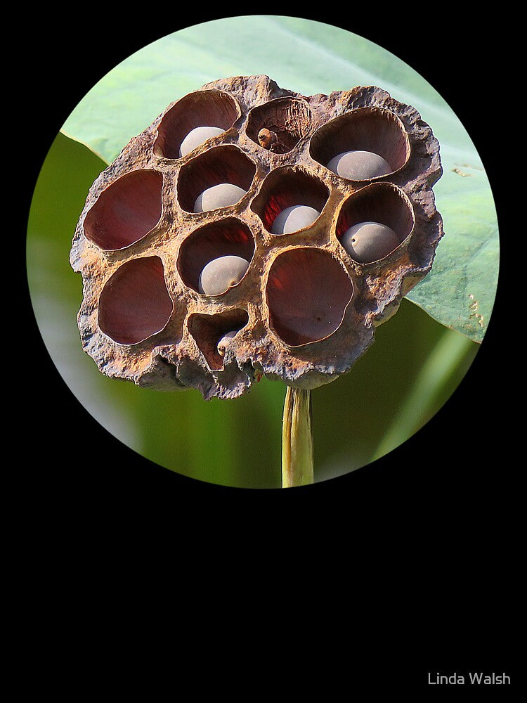 Lotus Seed Pod ... Potential by Linda Walsh