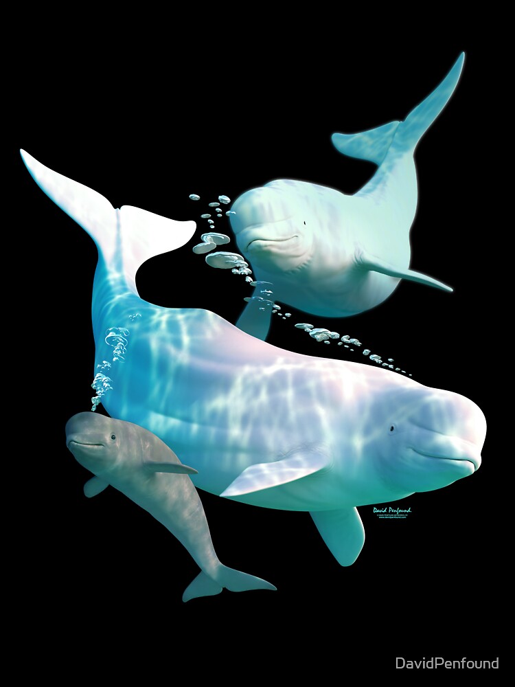 beluga pod by DavidPenfound
