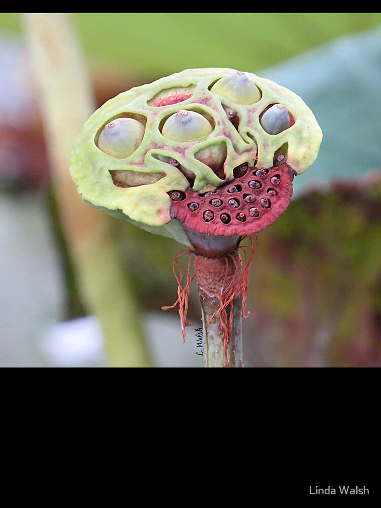 Partially Dried Lotus Seed Pod by Linda Walsh