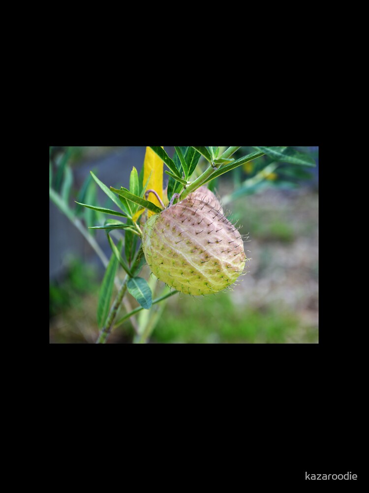 PRICKLY POD by kazaroodie
