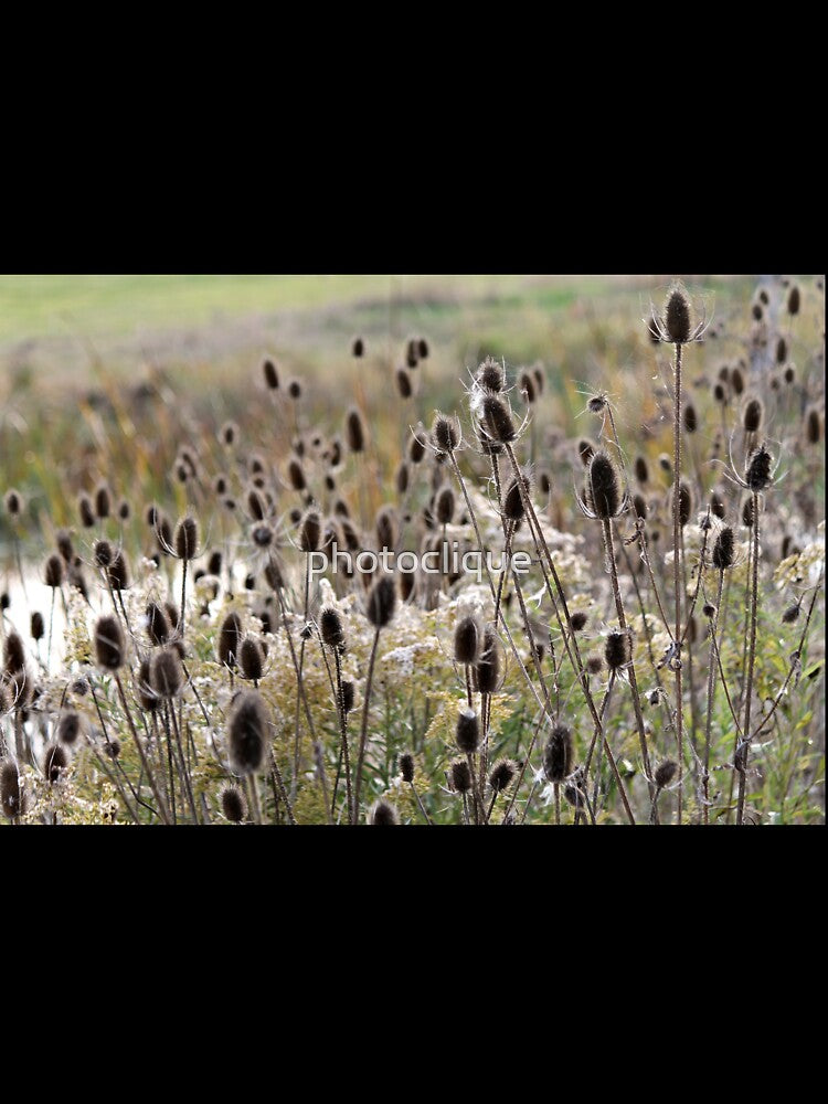 Wild Teasel by photoclique