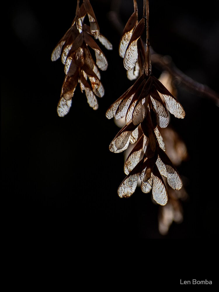 Hanging Maple Tree Seeds by Len Bomba