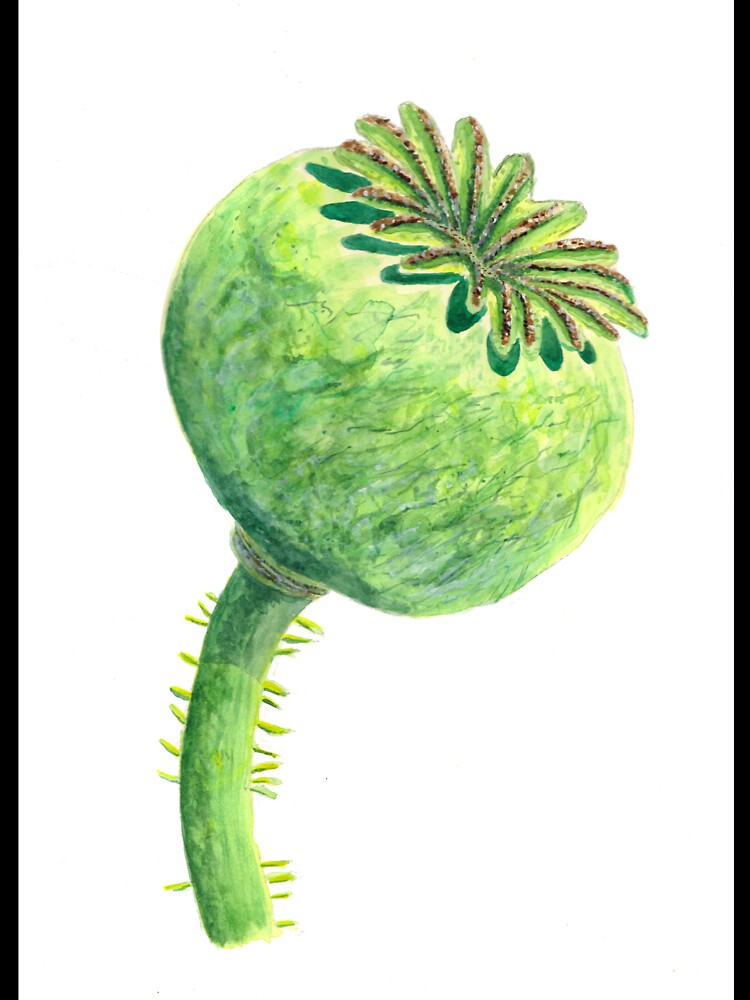 Poppy Flower Pod Watercolour by BirdsNatureArt