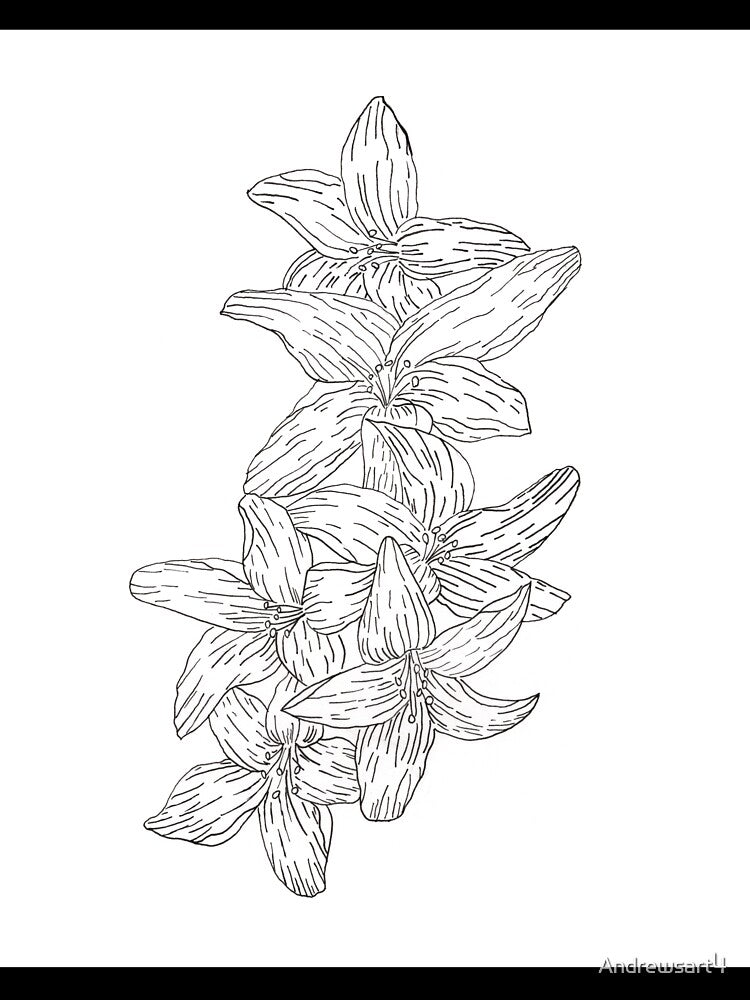 Lilly Drawings , Hand drawn ink lilly by Andrewsart4