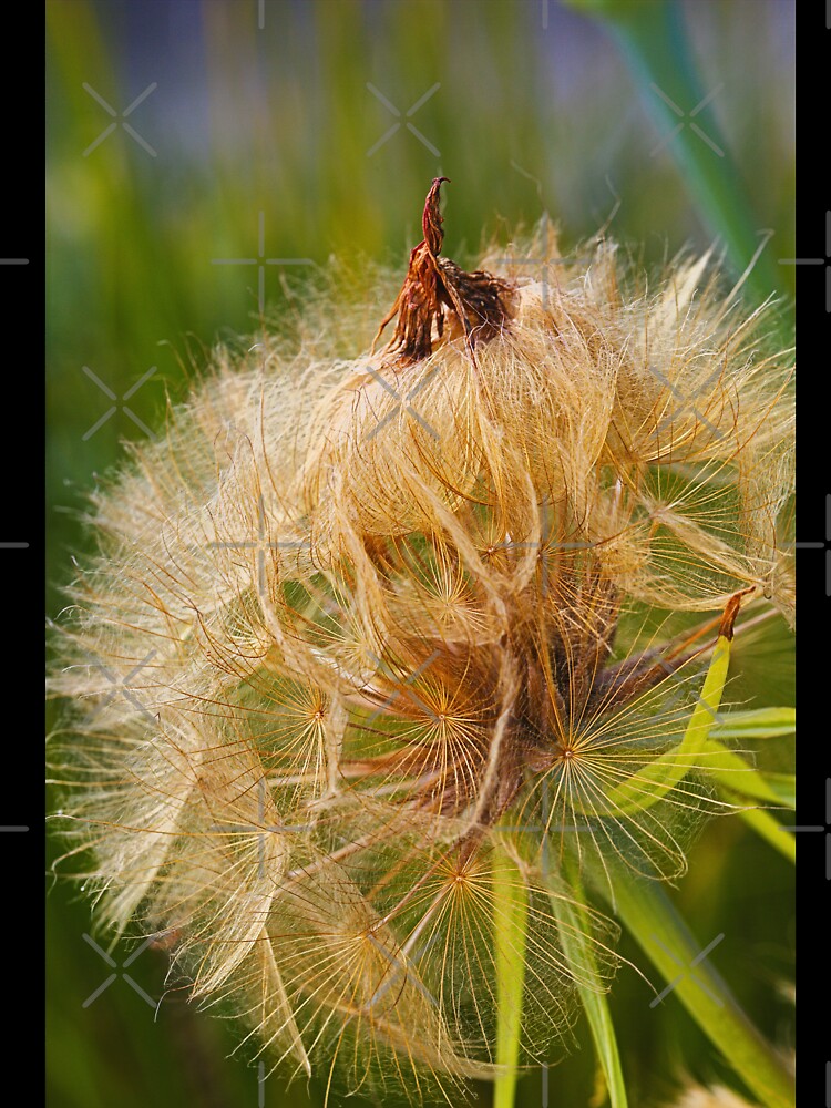 Seed Pod Its Not What You Think by Joy Watson - Natural Light Photography