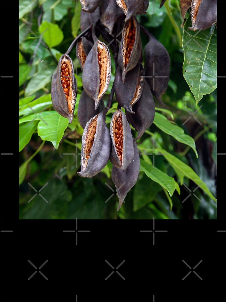 Seed Pods Ready to Drop! by heatherfriedman