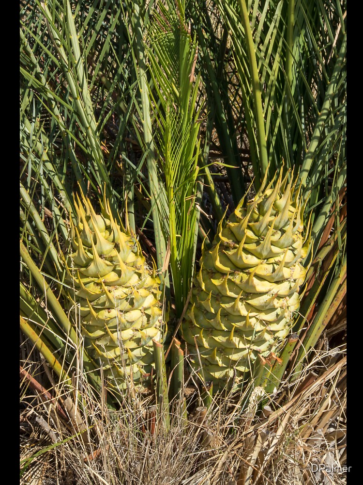Cycad - Macrozamia fraseri by DPalmer