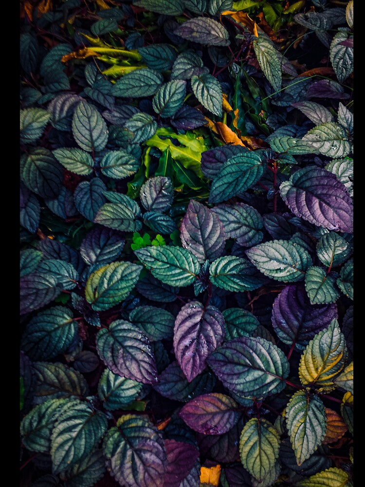 Colorful leaves by Darius Bocos