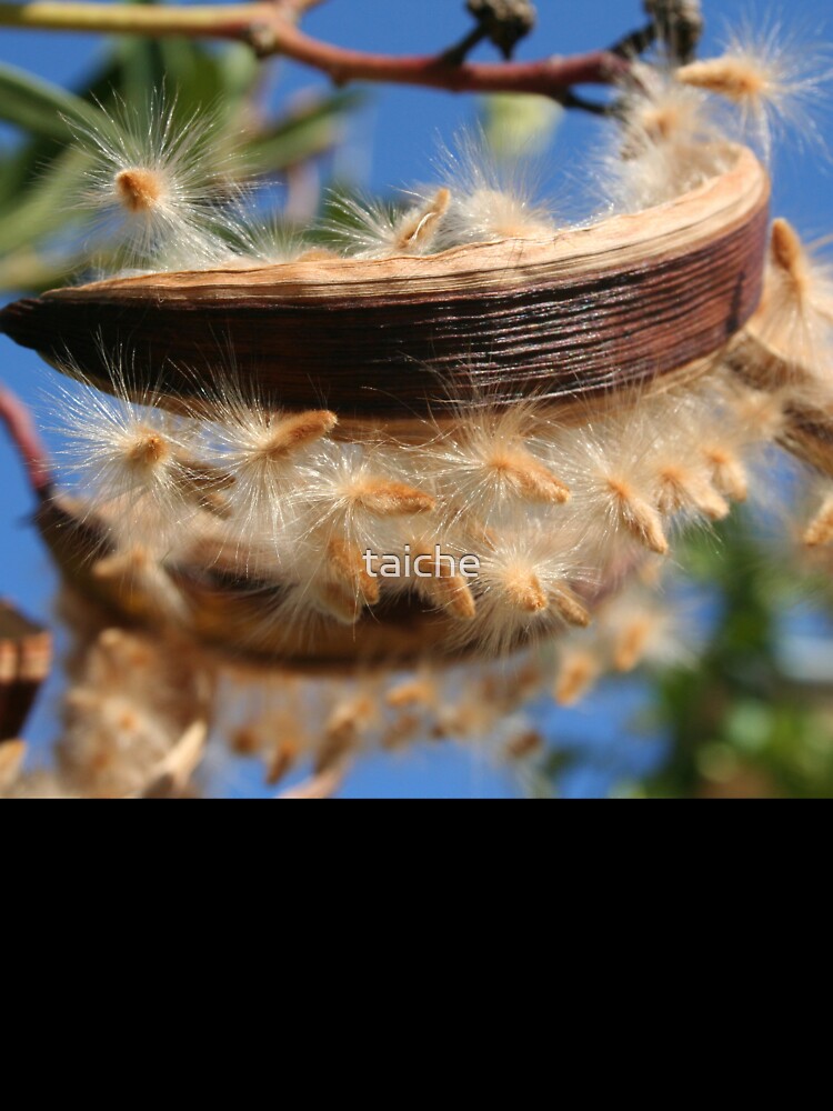 Common Oleander Seed Pods Latin name - Nerium oleander by taiche