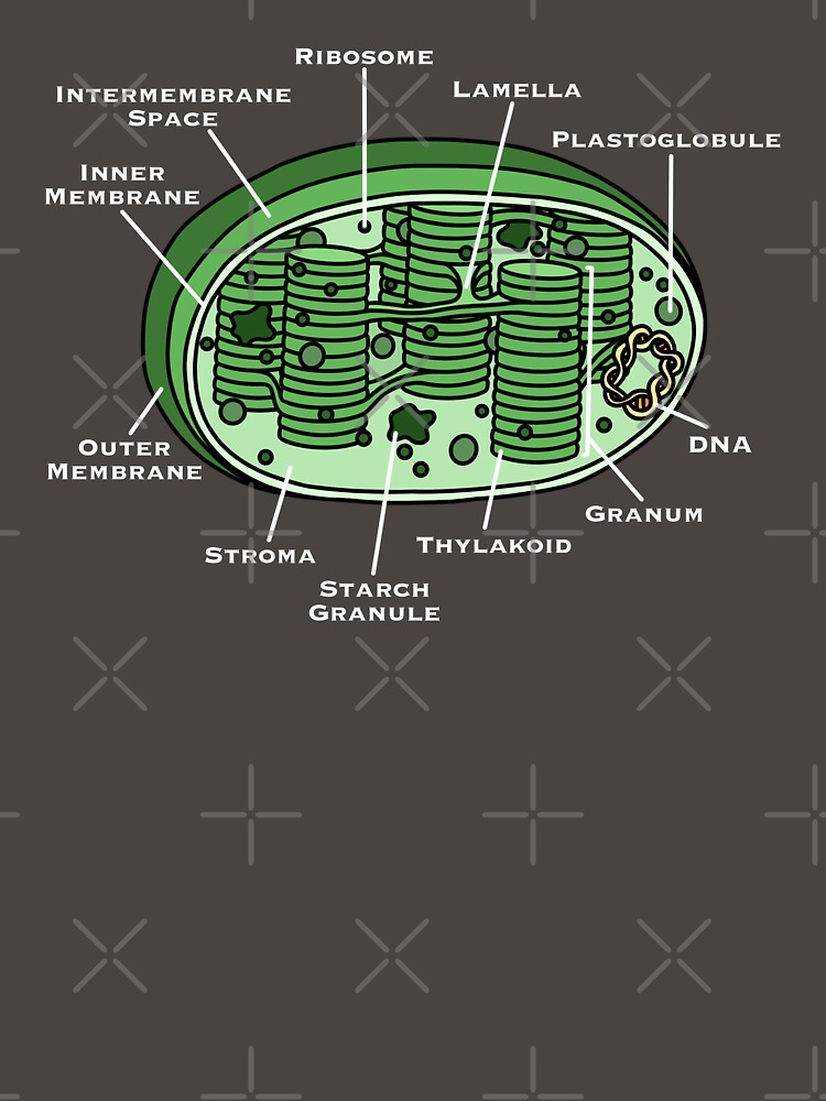 Chloroplast Diagram by BundaBear