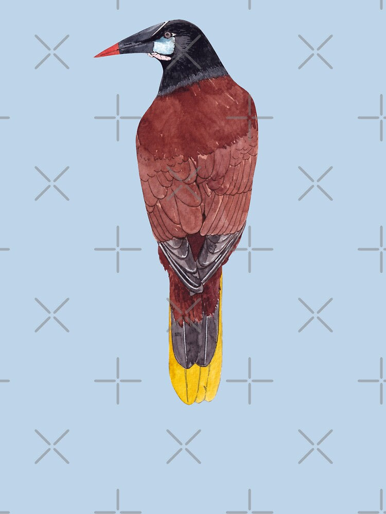 MONTEZUNA OROPENDOLA-Psarocolius montezuma by BEATRIZ ABAITUA