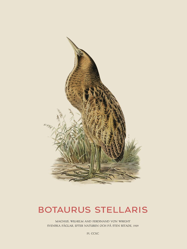 Great bittern or Botaurus Stellaris by Vintagrafica