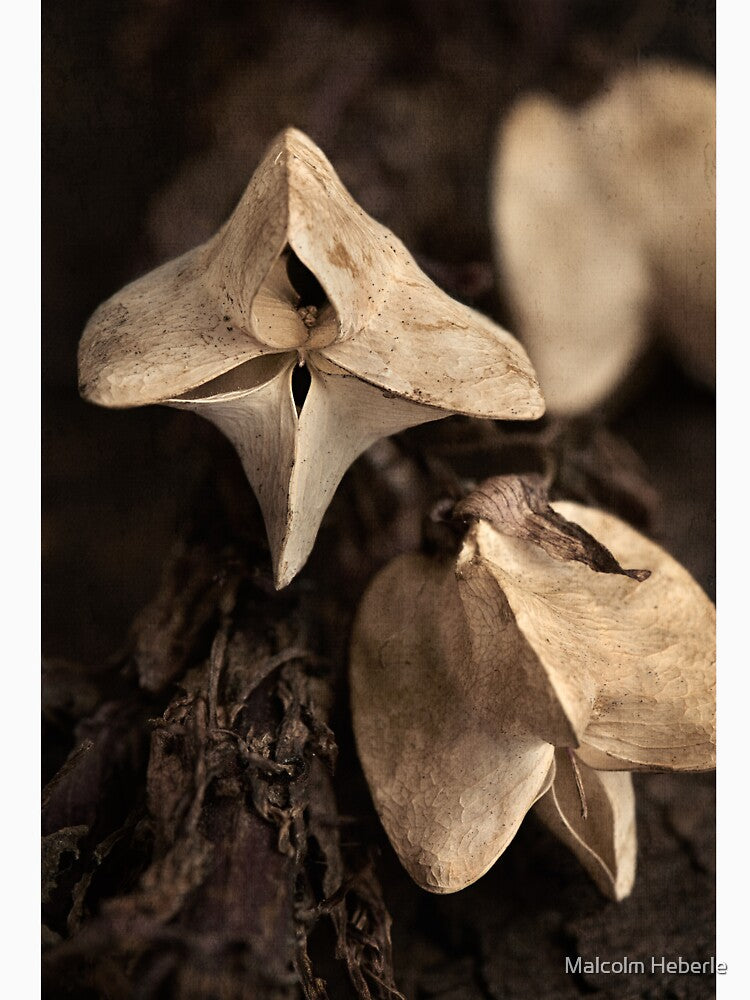 Seed Pods - Acanthus Mollis by Malcolm Heberle