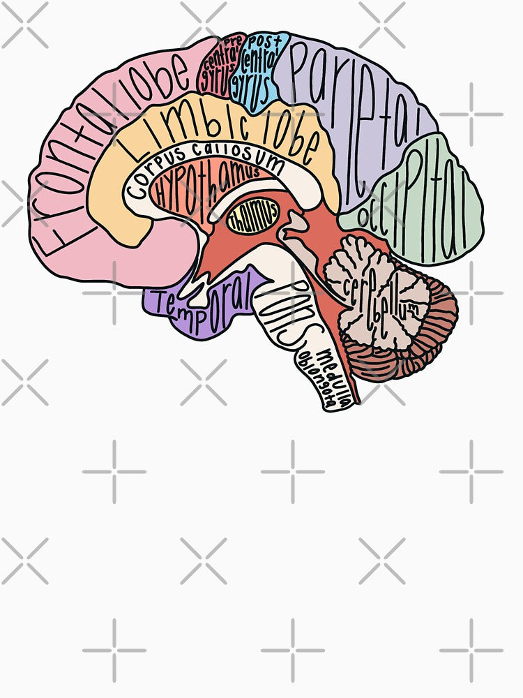 Labeled Brain Anatomy by Katherine Winner