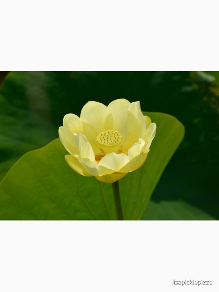 Yellow Water Lily by lisapicklepizza