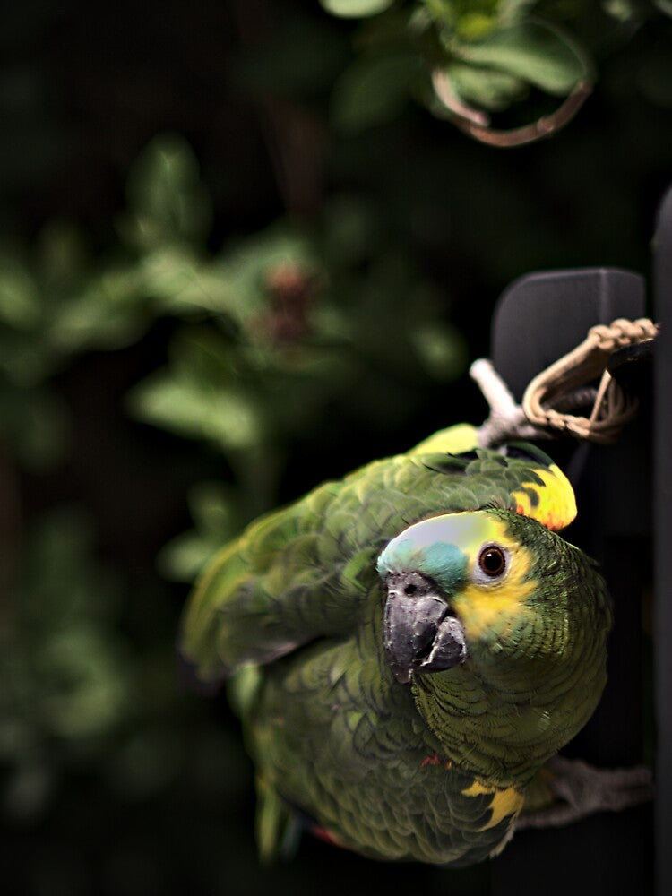 Chica on Guard by Gritz - Photographer, AI Artist