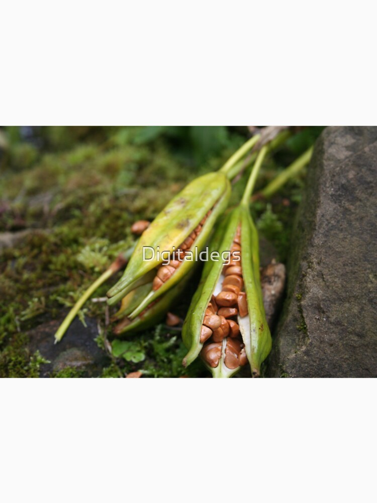 Unusual seed pod by Digitaldegs