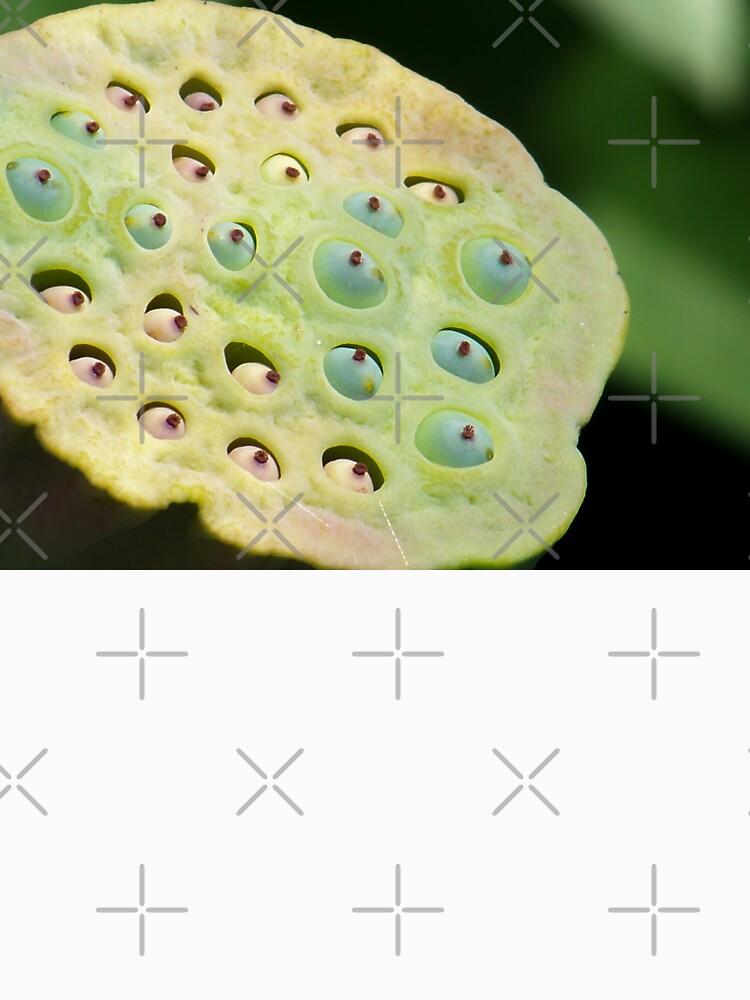 Lotus Pod by okomedesign