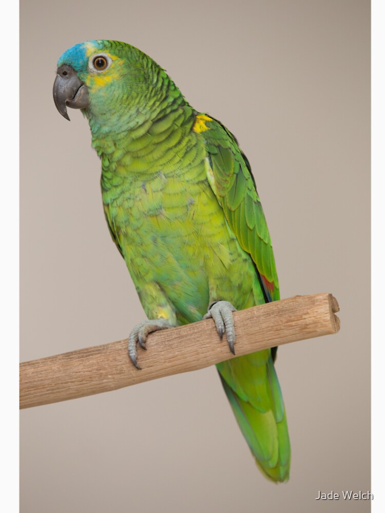 Blue-fronted Amazon by Jade Welch