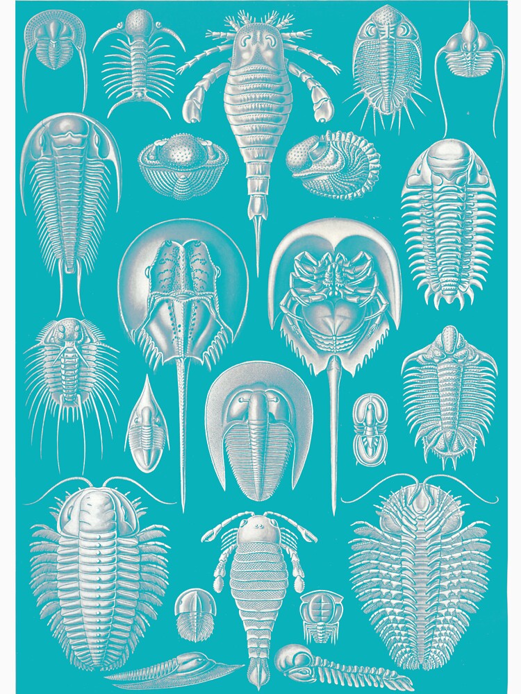Haeckel Trilobite - Blue by neonxiomai