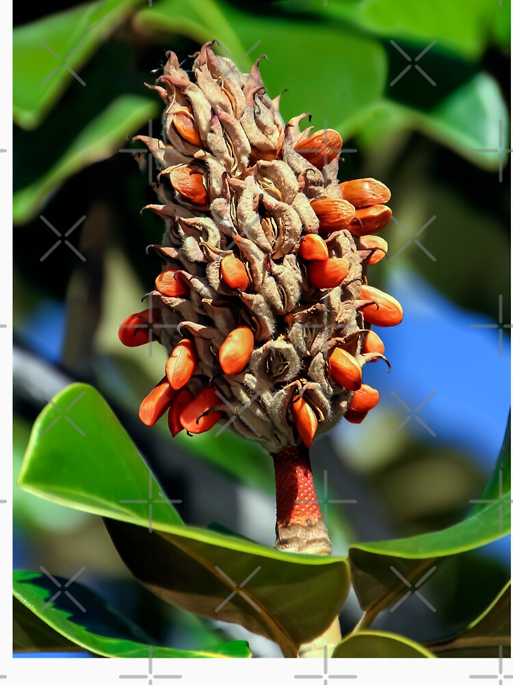 Magnolia Seed Pod Dispensing Seeds by heatherfriedman