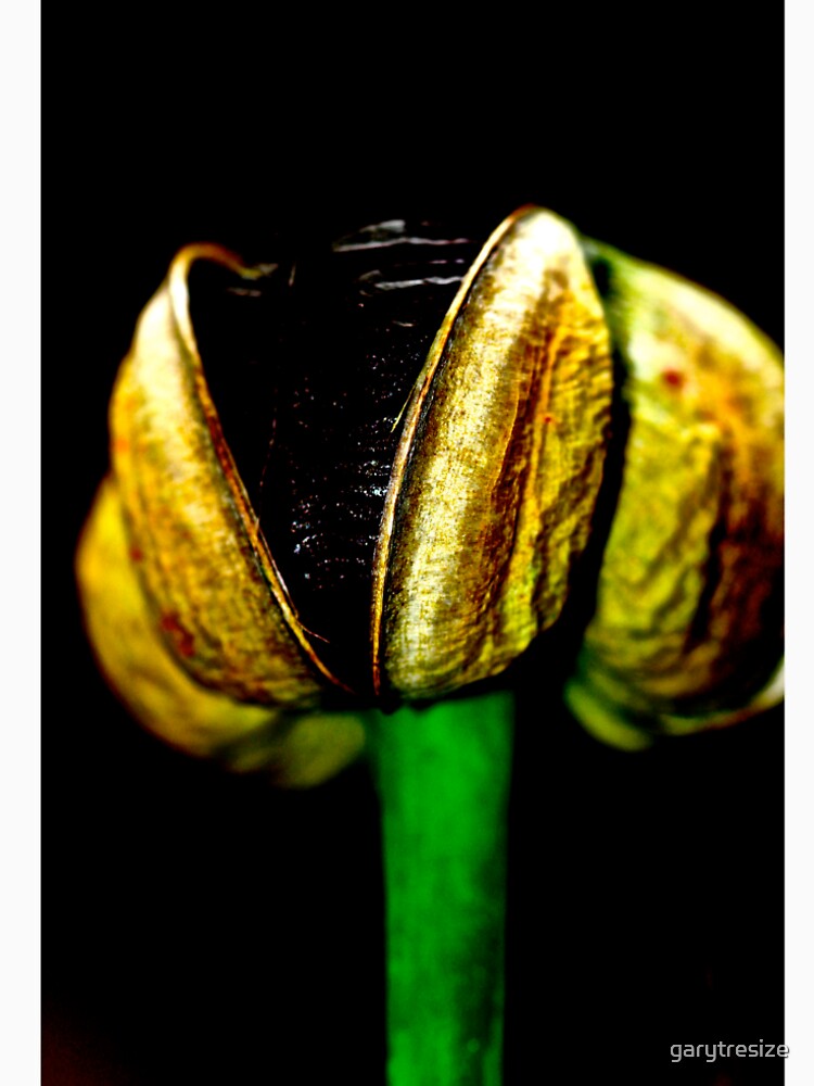 Seed pod by garytresize
