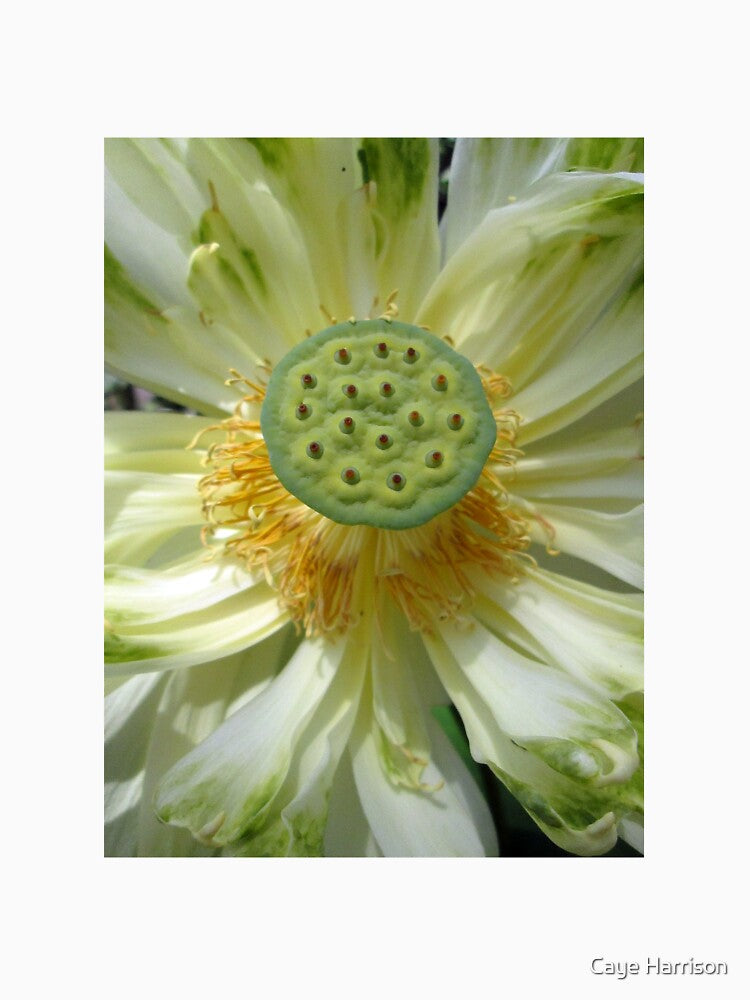 Lotus Pod by Caye Harrison