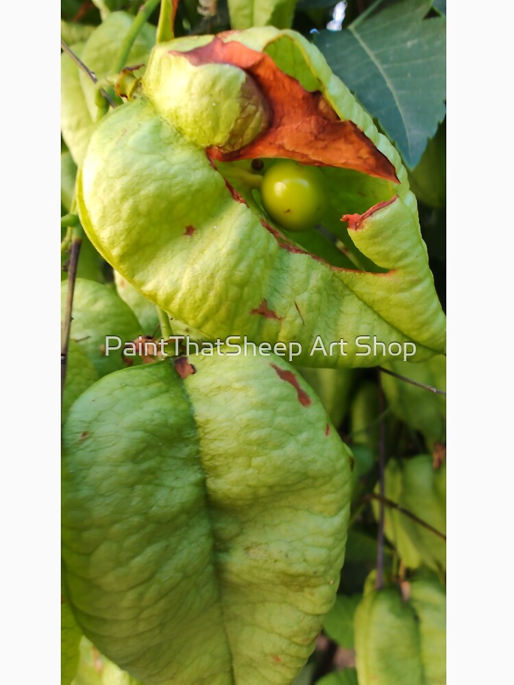 Happily Single Pea in a Pod by PaintThatSheep Art Shop
