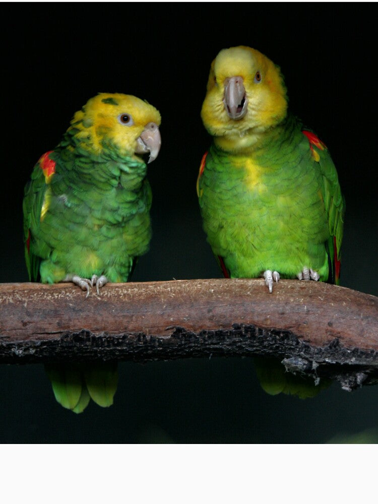 The Married Couple by AviarylifeMag